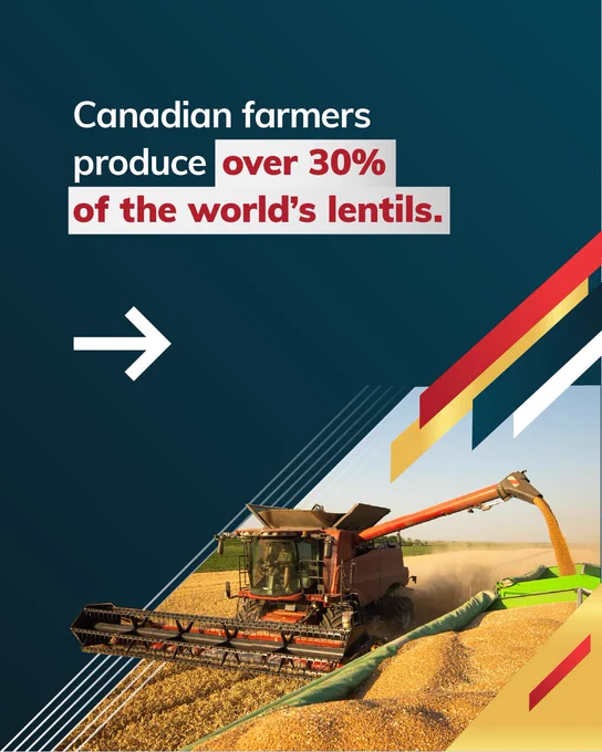 Graphic featuring a bowl of lentils. Text states that India is the world's largest consumer of pulses and imports more than $500 million worth of Canadian lentils each year.