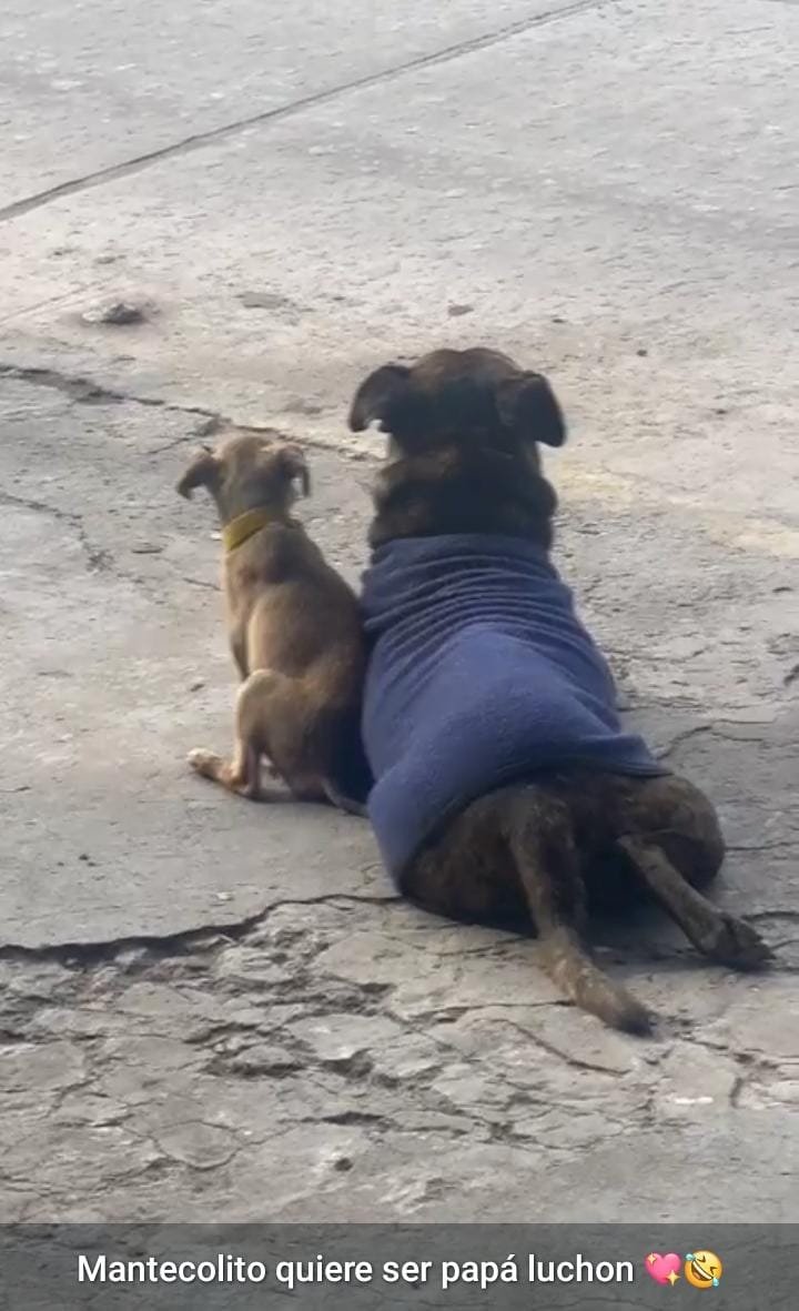 Ye94316774's tweet photo. Se hizo un compa 🥲 otro comunitario, Mantecol, lo castramos hace unos meses, pero vive en la calle.
Ayúdanos a sacar a este nuevo cachorro de las calles 🙏🏻 
Merlo Bs As 🇦🇷 
2204033578 es WhatsApp https://t.co/vv6Mp4v6oO