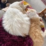Photo by Felix Ginger Boy 🧡🧡🧡 (@FelixGingerBoy)