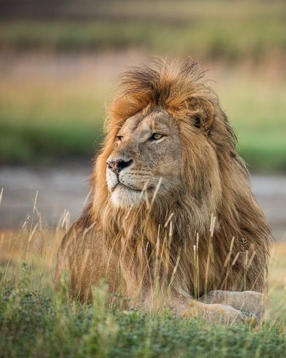 glorytocelestia's tweet photo. lions are the chads among animals https://t.co/g70gCp4INl