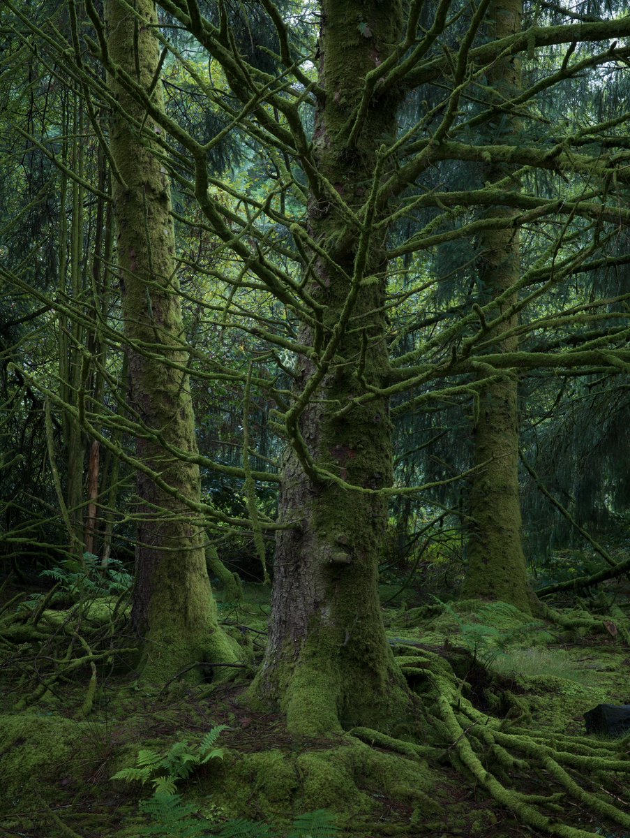 naturehealyou's tweet photo. Lost in the quiet of the forest https://t.co/SeuRotduxC