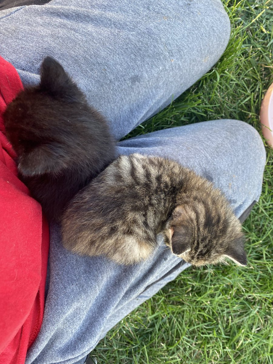 SusanElsner4's tweet photo. @Sassafrass_84 baby kittens sitting in my lap yesterday. Somehow got in my garage,not sure when bc we opened it 2air it out,but it’s been closed for3 days. no sign of Mom. Vet said bout 5weeks,we think closer2 6-7 bc they ate canned food. My neighbor took1,there was3. lady took other2 to foster https://t.co/yKgzaT3aTw