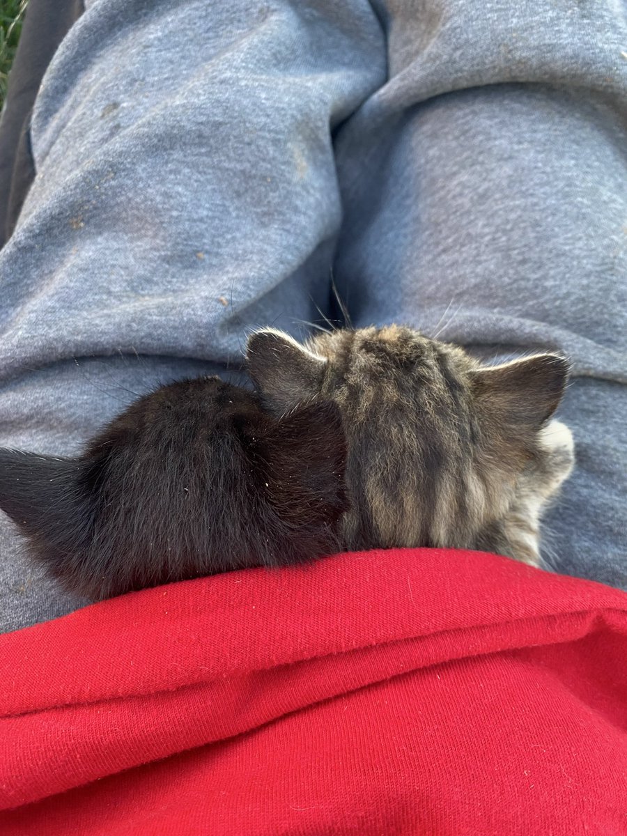 SusanElsner4's tweet photo. @Sassafrass_84 baby kittens sitting in my lap yesterday. Somehow got in my garage,not sure when bc we opened it 2air it out,but it’s been closed for3 days. no sign of Mom. Vet said bout 5weeks,we think closer2 6-7 bc they ate canned food. My neighbor took1,there was3. lady took other2 to foster https://t.co/yKgzaT3aTw