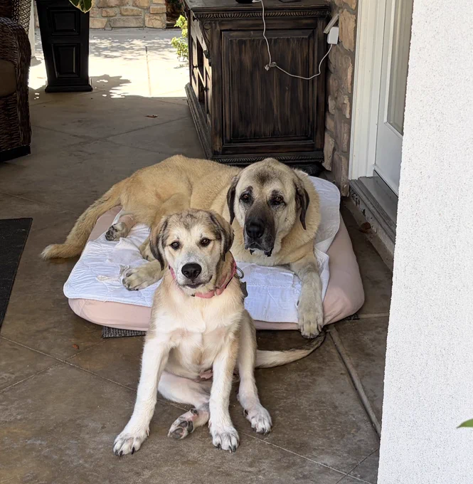 Two dogs with one sitting on bed
