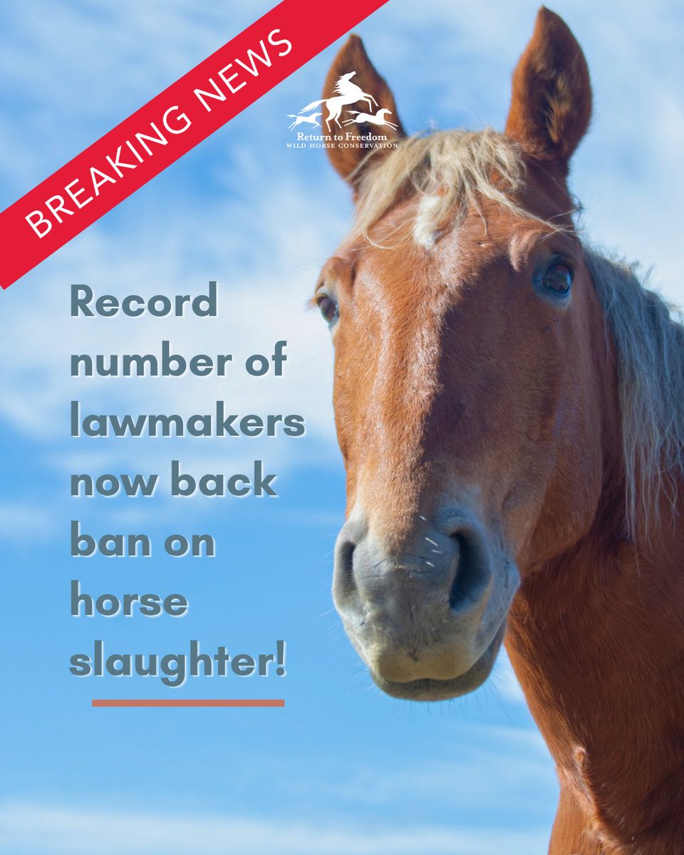 ReturnToFreedom's tweet photo. Great news! A record 238 members of the U.S. House of Representatives now support a bill to ban horse slaughter and the export of American #horses for slaughter. Read more / take action: https://t.co/1YTcUJP8j1 https://t.co/emgDVm6PYk
