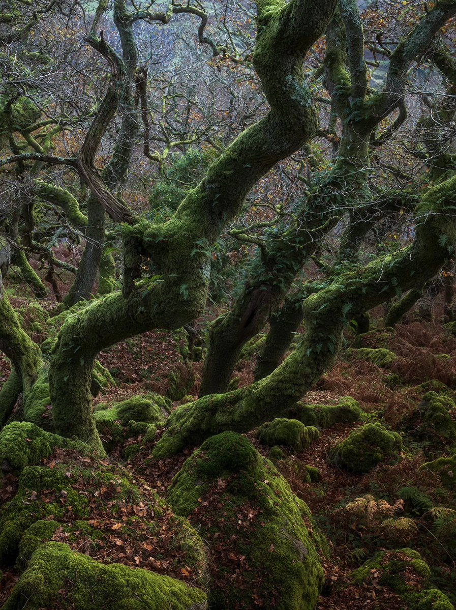 naturehealyou's tweet photo. Lost in the quiet of the forest https://t.co/SeuRotduxC