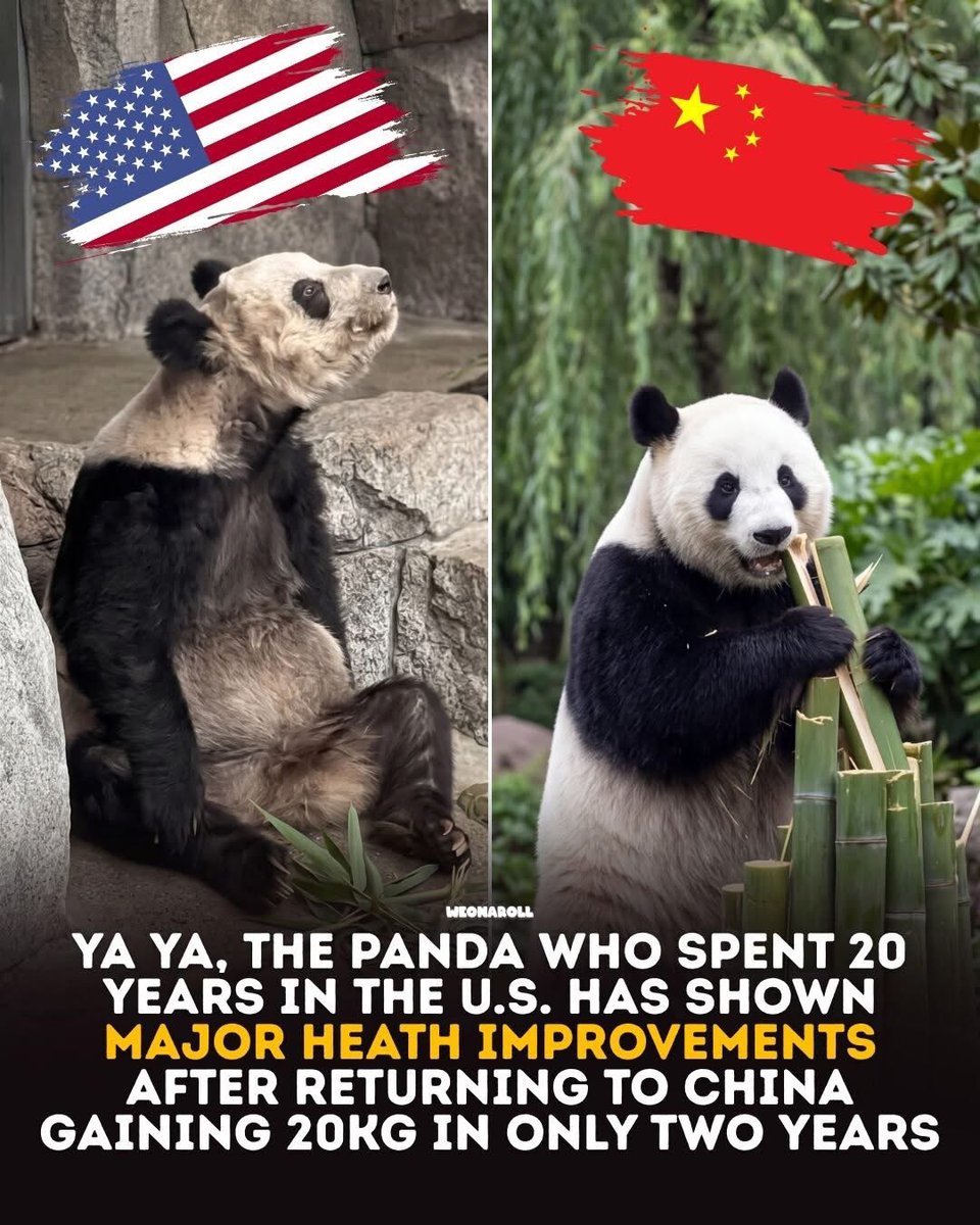 hoblessedbie's tweet photo. genuinely this zoo needs to be investigated https://t.co/KrX8b4sBiv