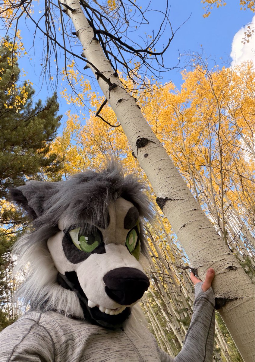 ripmossgarden's tweet photo. You can tell it’s an aspen tree because of the way it is https://t.co/Pf6mlSyVkE