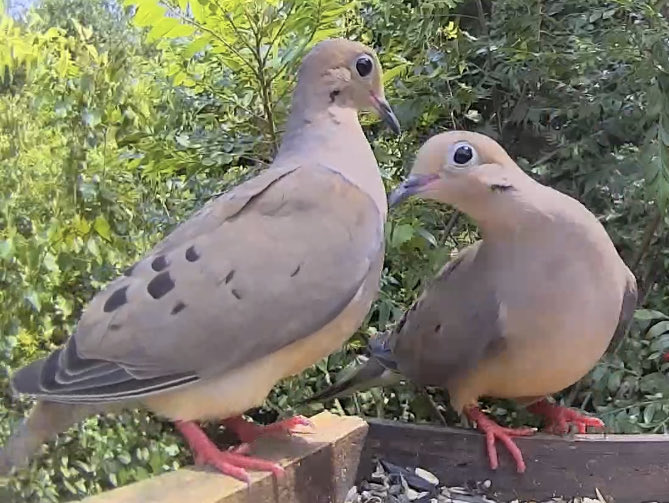 birdaction1's tweet photo. https://t.co/jdfvnMws2e