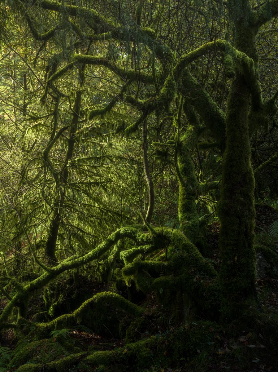 naturehealyou's tweet photo. Lost in the quiet of the forest https://t.co/SeuRotduxC