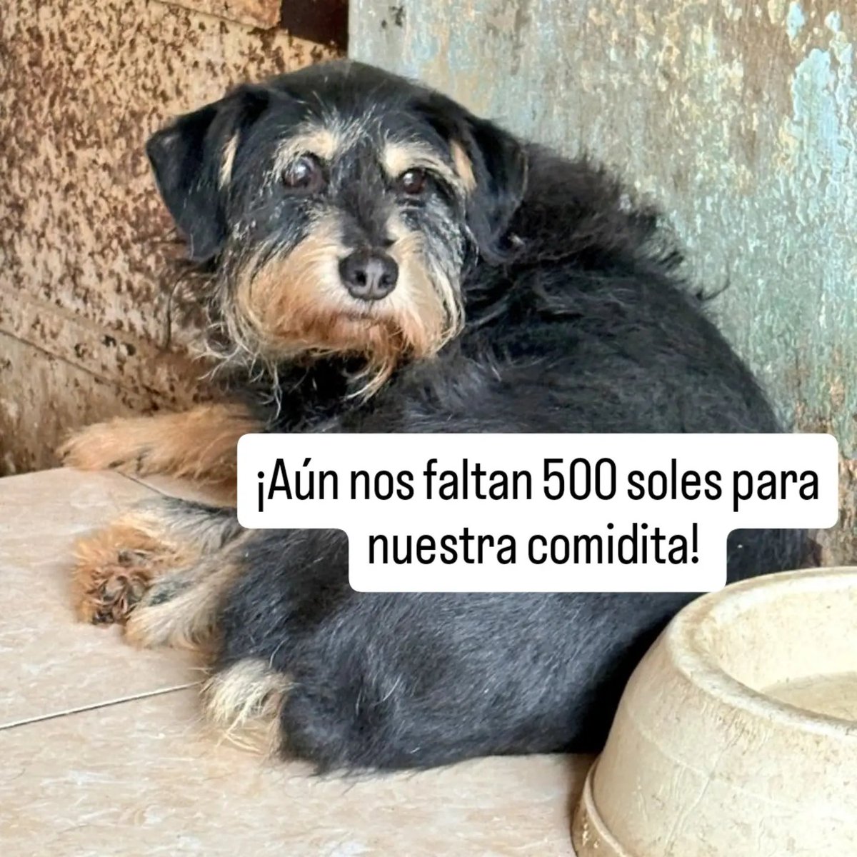 rommyb's tweet photo. ¡NOS FALTAN 500 SOLES!
Aún estás a tiempo de ayudarnos a comprar el alimento para lxs perritxs del albergue. Plinea al 975096690 o yapea al 994352469. ¡No hay monto mínimo! Briggita, Meghan y más de 50 colitas lo agradecerán. https://t.co/M5QSjcYPqK