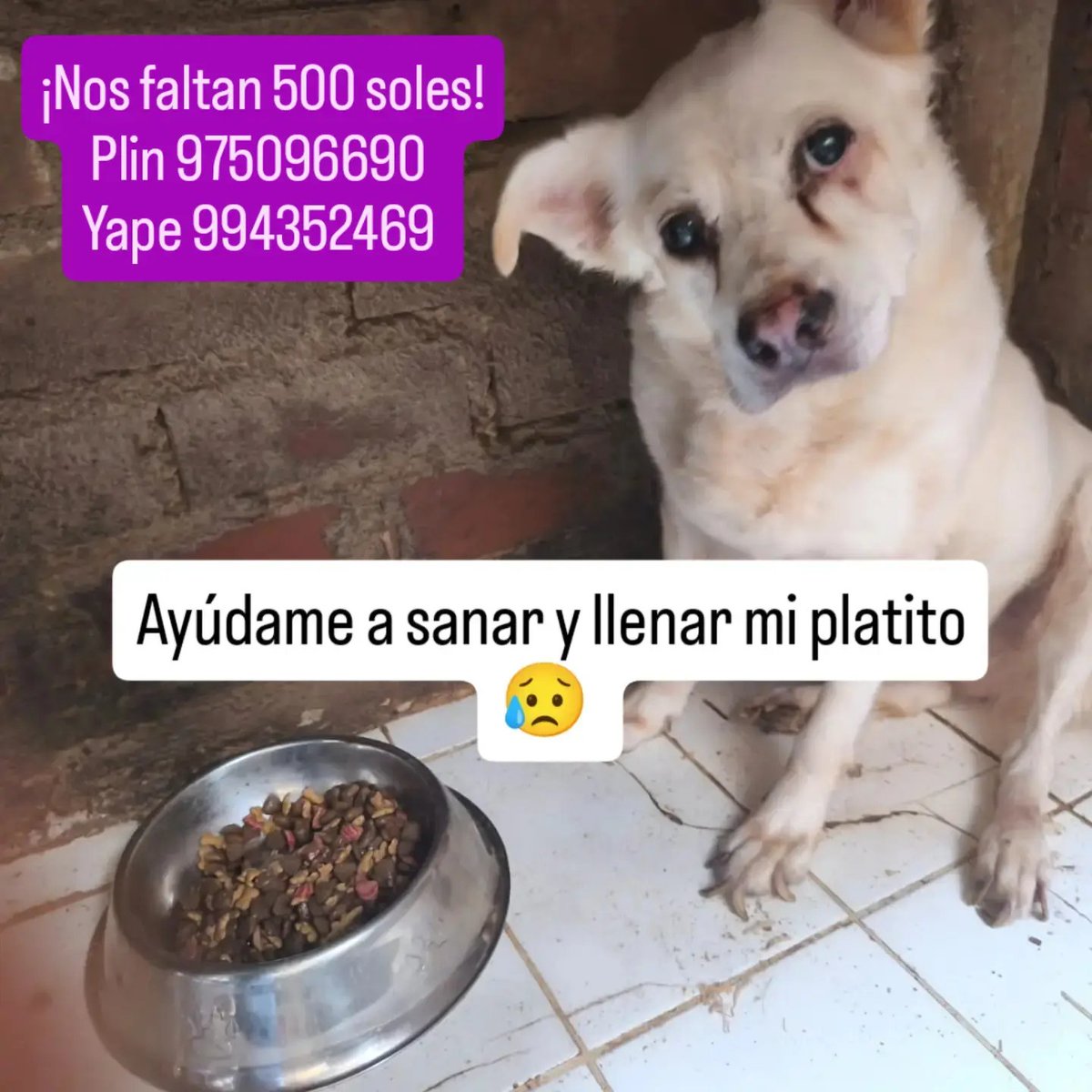 rommyb's tweet photo. ¡NOS FALTAN 500 SOLES!
Aún estás a tiempo de ayudarnos a comprar el alimento para lxs perritxs del albergue. Plinea al 975096690 o yapea al 994352469. ¡No hay monto mínimo! Briggita, Meghan y más de 50 colitas lo agradecerán. https://t.co/M5QSjcYPqK