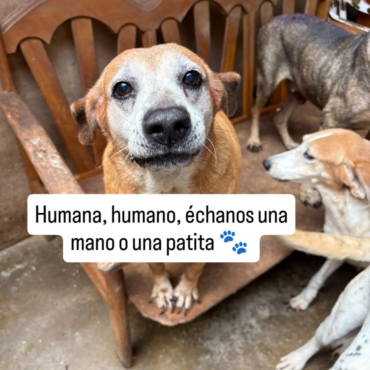 rommyb's tweet photo. ¡NOS FALTAN 500 SOLES!
Aún estás a tiempo de ayudarnos a comprar el alimento para lxs perritxs del albergue. Plinea al 975096690 o yapea al 994352469. ¡No hay monto mínimo! Briggita, Meghan y más de 50 colitas lo agradecerán. https://t.co/M5QSjcYPqK