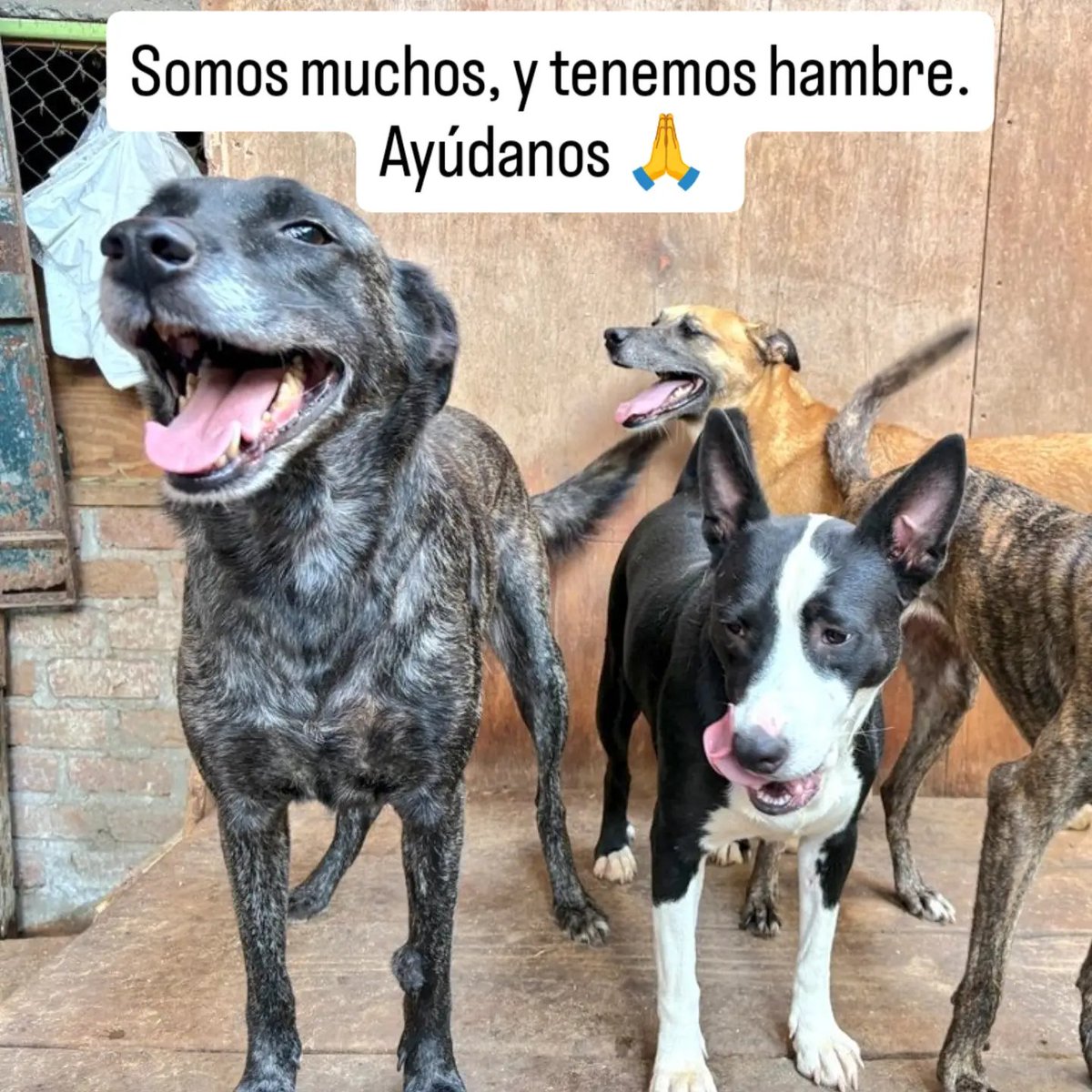rommyb's tweet photo. ¡NOS FALTAN 500 SOLES!
Aún estás a tiempo de ayudarnos a comprar el alimento para lxs perritxs del albergue. Plinea al 975096690 o yapea al 994352469. ¡No hay monto mínimo! Briggita, Meghan y más de 50 colitas lo agradecerán. https://t.co/M5QSjcYPqK