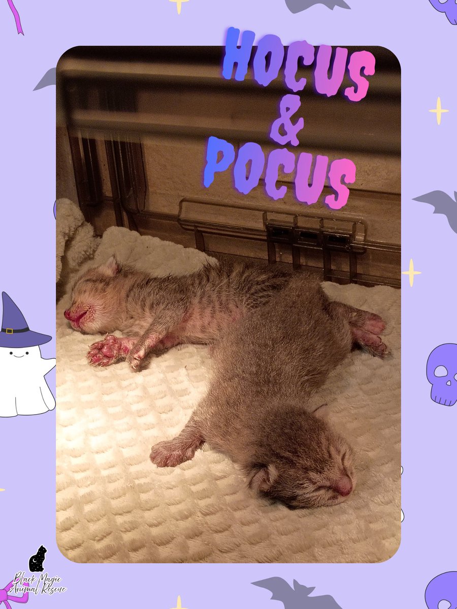 RescueMagic's tweet photo. 🍼 Tiny kittens. Around-the-clock feedings. A growing need for supplies.

We have extra neonatal kittens depending on us right now, and we urgently need kitten milk and incubators. Our second incubator was damaged in storage, and replacing it is a big expense on top of everything else.

These little ones need full bellies, warmth, and a whole lot of care. You can help us provide that by sending something from our updated October wishlist.

Whether it’s milk or a contribution toward a bigger supply need, your help matters. 🖤

🐾 https://t.co/NW6K75776U

#blackmagicanimalrescue #kittens #catsofx #donationsneeded