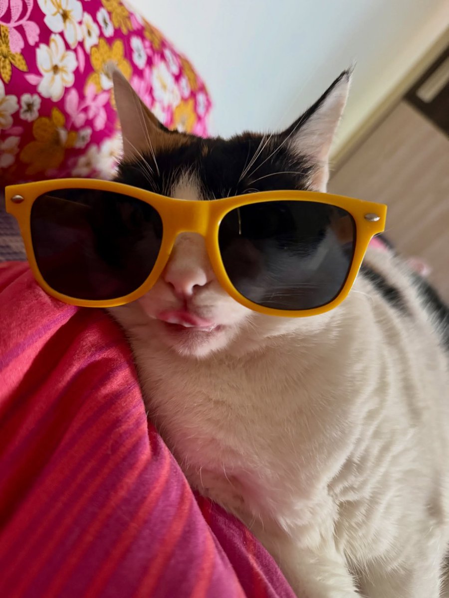 AnjanetteMomac's tweet photo. Happy Holidays, my furry friends! https://t.co/xxy8cRBF8z