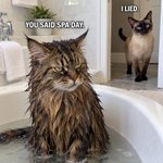 Photo by Cats Gone Artificial (@Robircz_)