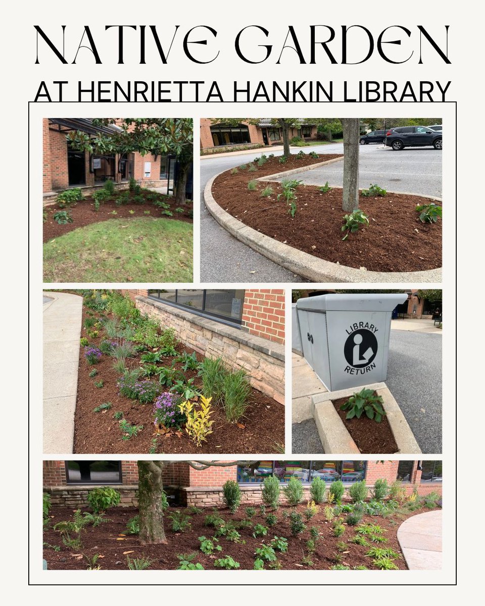 HankinLibrary's tweet photo. Henrietta Hankin Library is thrilled to unveil our new native garden—made possible through the generosity of Richard Hankin and Ada Brainsky and supported by the Chester County Library Trust.  The garden is designed by Ecolandscapes Design. Come see the new space!
#HankinLibrary https://t.co/Mek4YaV6MA