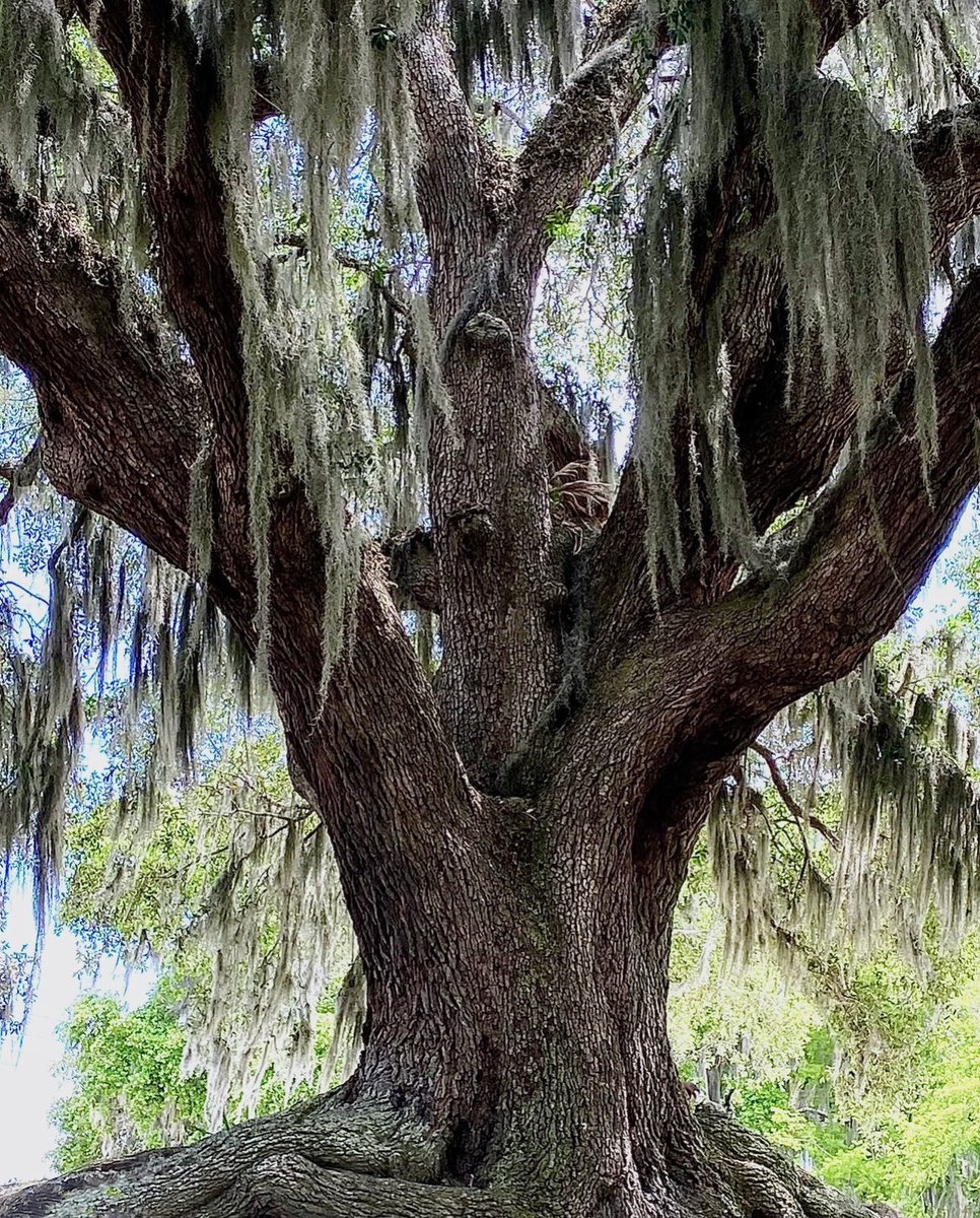 CLongo7mn's tweet photo. Thick trunk Tuesday https://t.co/kexWuMdZAs