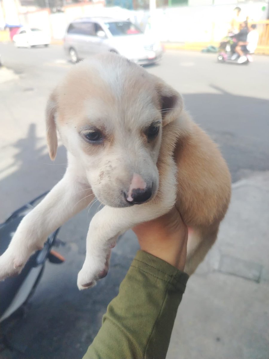 HELA_MORE's tweet photo. Compartimos:

Se busca quien tome el caso de esta pequeñita de 2 meses,urge porque no la pueden tener en resguardo por mucho tiempo.

Ayudamos a trasladarla y con difusión si alguien puede recibirla.
Está en Edomex. https://t.co/m9XuWQv8vl