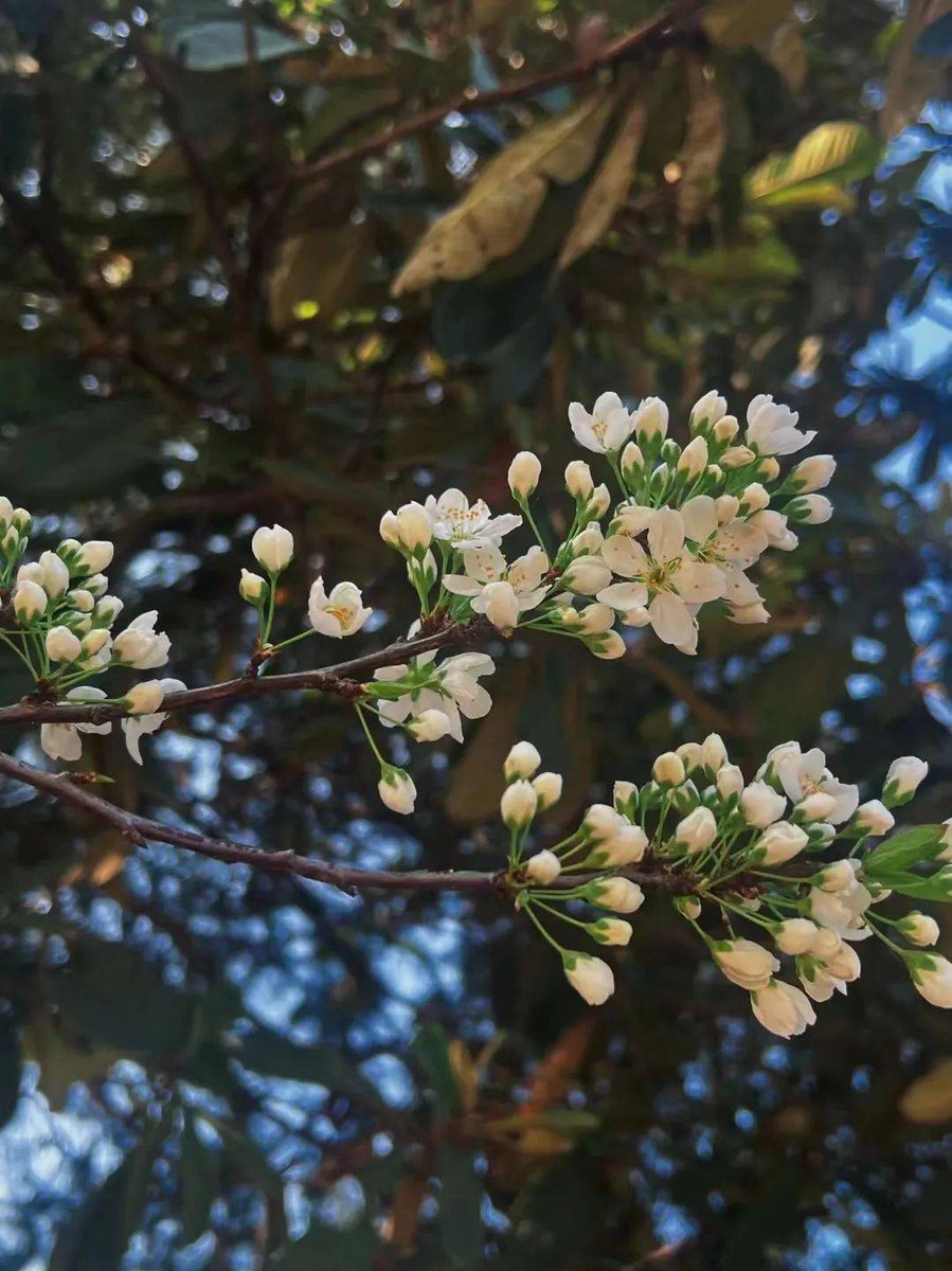 ray_blak947_72b's tweet photo. When the spring bloom calls, even the quietest vertebrae start to wake. https://t.co/jZlgWtab5V
