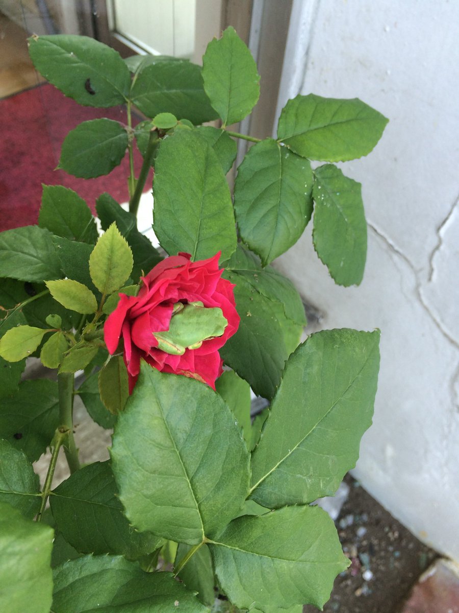 1223_tomy's tweet photo. これは花にすっぽりな🐸 https://t.co/ULnfWOoChB