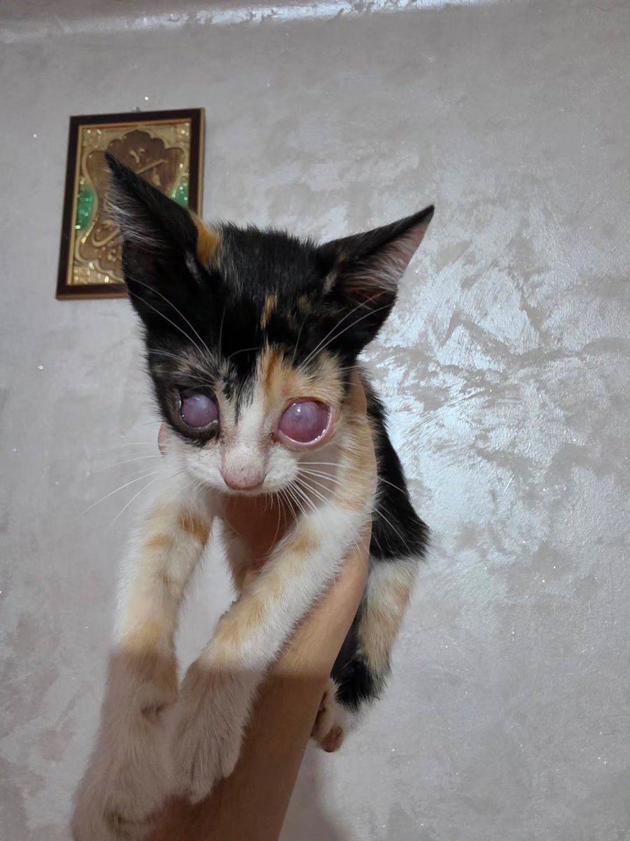 sanakr1e's tweet photo. My only wish right now is for this little girl to get better ❤️‍🩹🥹 https://t.co/jFSY5vjIvL