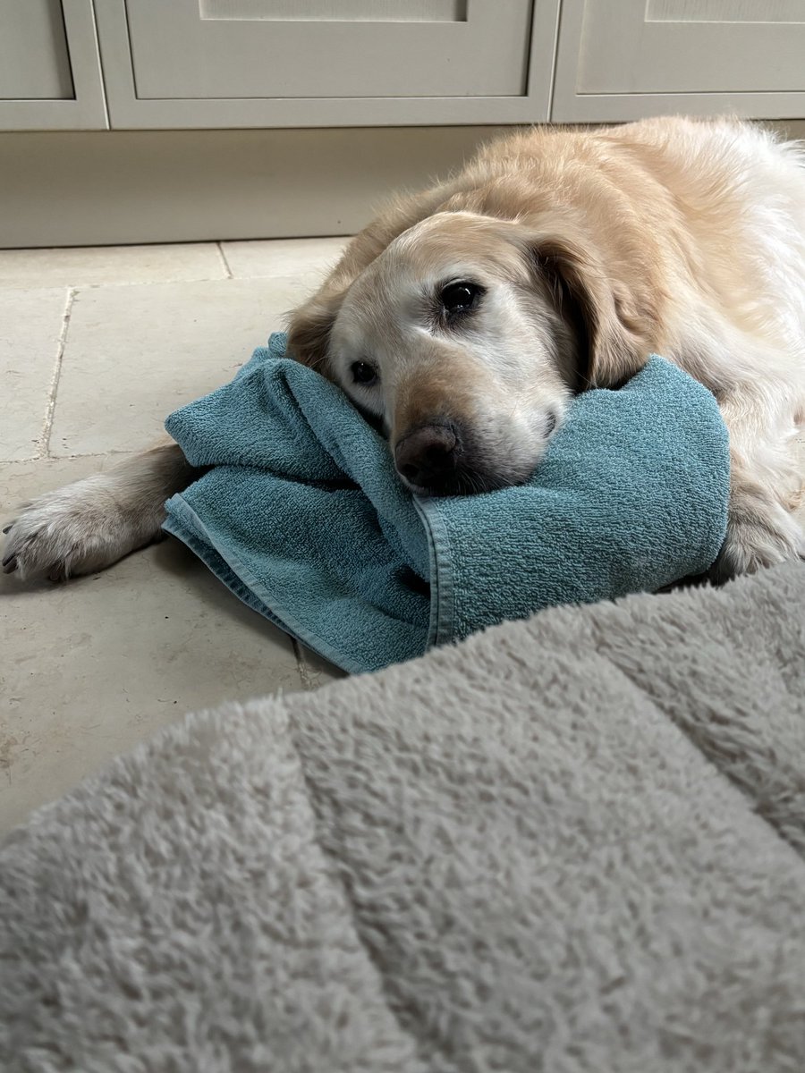 sanakr1e's tweet photo. Our hearts are broken. It has taken some time to write this post to let you all know that on the 1st September our beloved Teddy went over the rainbow 🌈 
He had been struggling for most of this year with mobility and finally his body gave up. We miss him so, so much 💔 https://t.co/kUyMlMGX1s