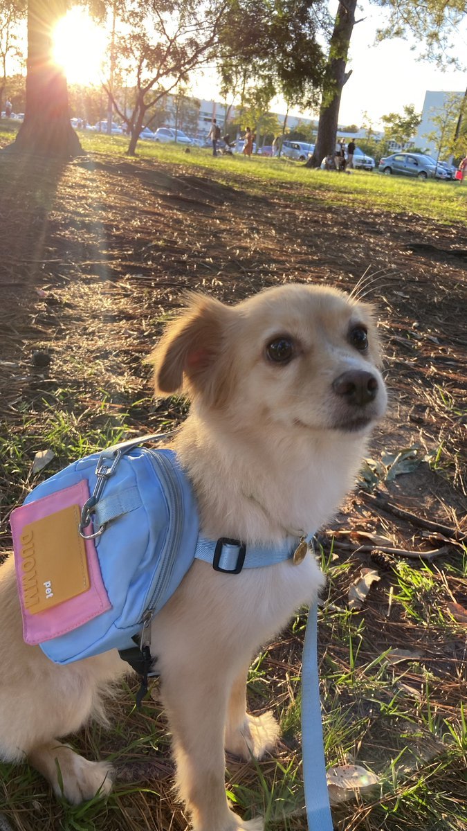 sanakr1e's tweet photo. Today my little princess turns 4 years old (and 3 of adoption) please leave your congrats here 👇👇👇👇👇 https://t.co/uzVti27rqm