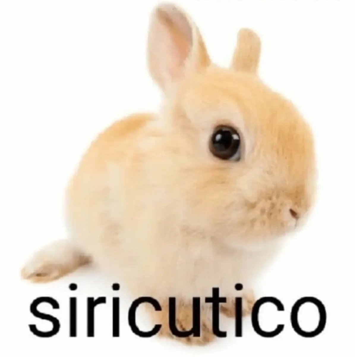tortadefrango67's tweet photo. siricutico e siricutiquinho filho dele https://t.co/6udDmBOygS