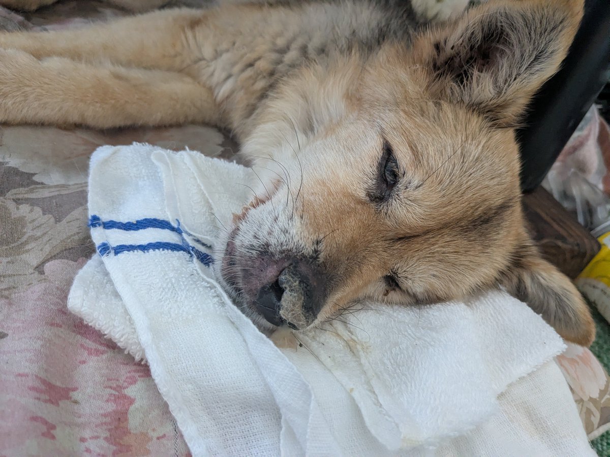 sanakr1e's tweet photo. When I got home, he had passed away. Three years ago, he had two strokes and was left with hemiplegia. For the past two weeks, he had no appetite and couldn't move his body... but he spent his final moments by his favorite wireless radio.

16 years and 5 months, peacefully passed—rescued dog