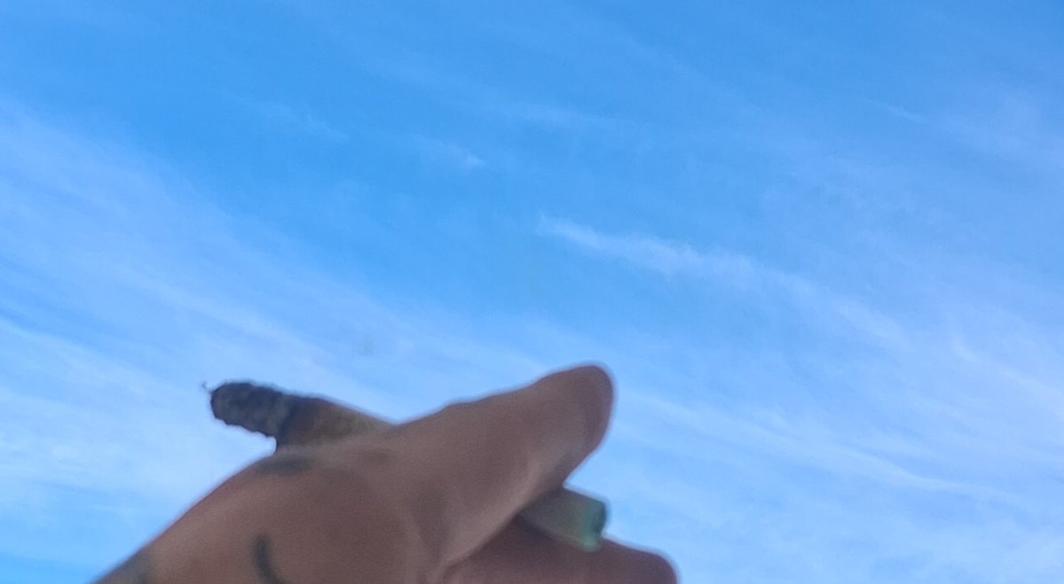 Mr_Buds_Va's tweet photo. My Mfkn. Brotha, just dropped a Wholemelt Phase 5 Vol 2 review out Only Authentic Er dont fuck with reps at the canna lounge. Also know, I've known @Paullively931 for a hella long time. Bros been on some REAL MISSION with me. One thing i will say and this is facts 💯. " He's never told me no, always been there. BTW his reviews aren't free. 
If you're looking for authentic Country Vibes, get at my boy @Paullively931 . He's gonna  keep it real at all cost, good or bad 💯 you'll get the truth. Also He lock in as a official HiFi Rep, Flower Disposable and most.  To much for 1 menu.  One hi ins the other everything else.  Hope everyone day's been super loaded with blue faces 💙 😀.