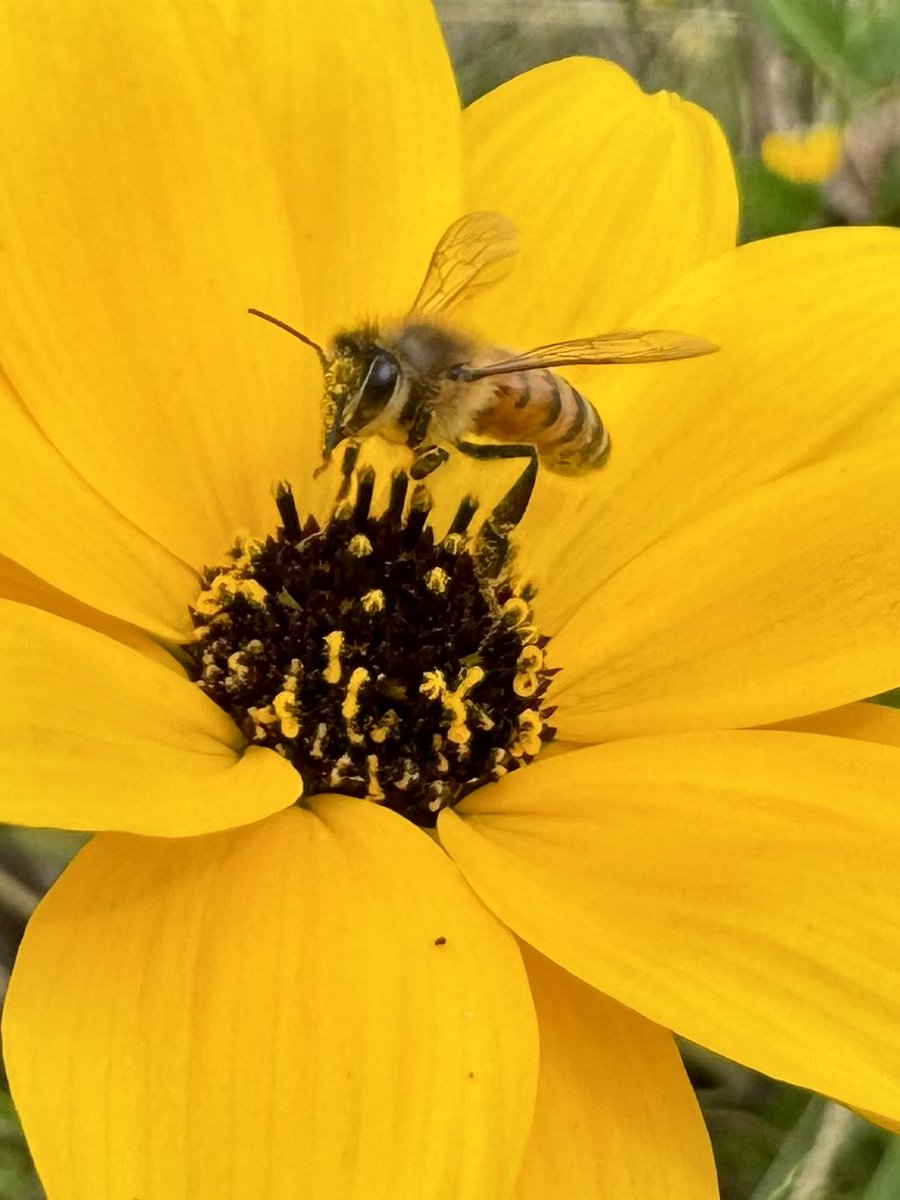 dolbyl's tweet photo. “The annual bloom of native swamp sunflowers (Helianthus angustifolius) carpets the wetlands in vibrant yellow each fall.” We are so fortunate to see these every year &amp; the smell is as sweet as honey!
#optoutside #getoutside #lovefl #nature #naturephotography #floridatrails https://t.co/tdTqyfgduY