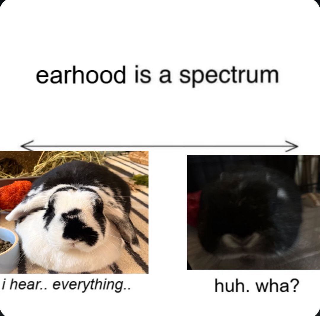 1littlepiglet's tweet photo. rabbits https://t.co/Eqwb16D57o