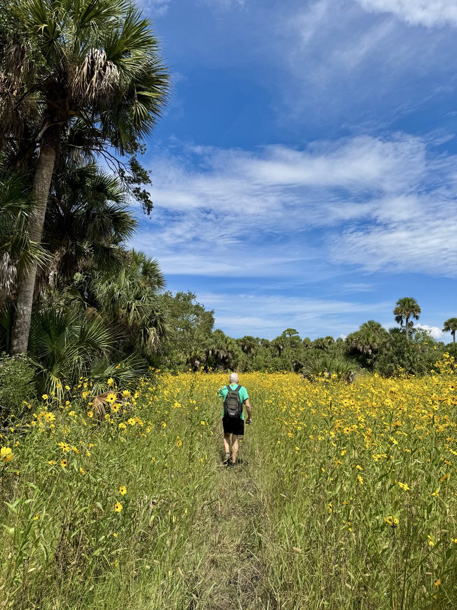 dolbyl's tweet photo. “The annual bloom of native swamp sunflowers (Helianthus angustifolius) carpets the wetlands in vibrant yellow each fall.” We are so fortunate to see these every year &amp; the smell is as sweet as honey!
#optoutside #getoutside #lovefl #nature #naturephotography #floridatrails https://t.co/tdTqyfgduY