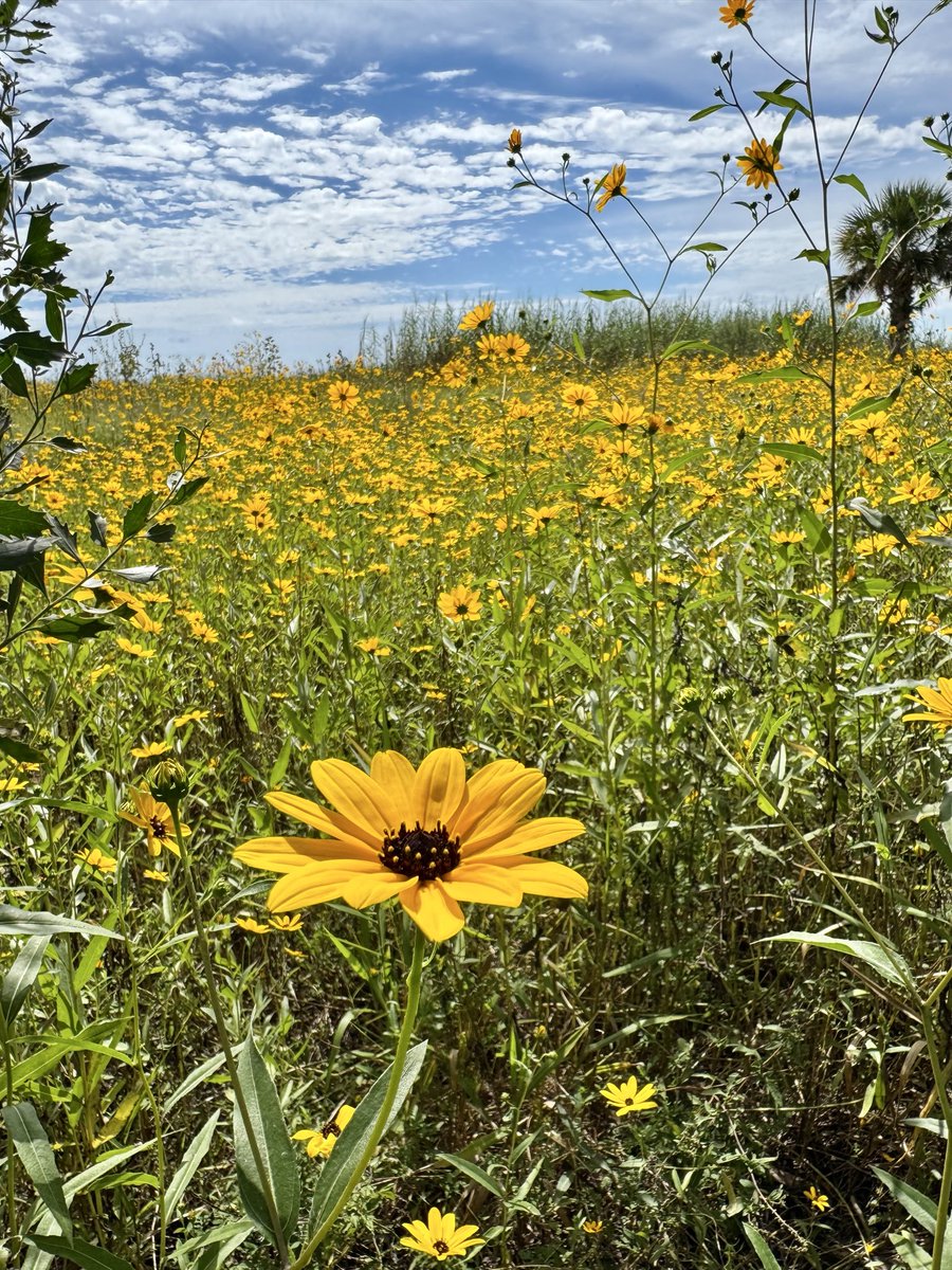 dolbyl's tweet photo. “The annual bloom of native swamp sunflowers (Helianthus angustifolius) carpets the wetlands in vibrant yellow each fall.” We are so fortunate to see these every year &amp; the smell is as sweet as honey!
#optoutside #getoutside #lovefl #nature #naturephotography #floridatrails https://t.co/tdTqyfgduY