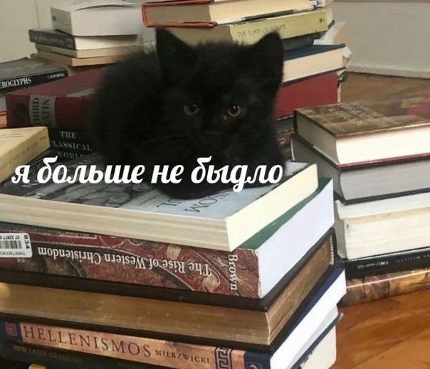 solaceastrr's tweet photo. как я обожкб читать книги, это очень нишево https://t.co/dVQNoPJW79