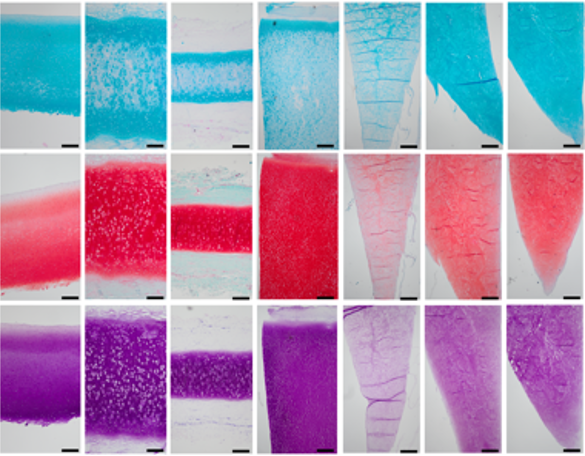 JHCnews's tweet photo. New article in JHC: "Expression and Spatial Localization of Glycosaminoglycan Types in Cartilage From Different Anatomical Locations."
Click to read for FREE: https://t.co/kHWKwNxSne
#extracellularmatrix #glycosaminoglycan #histochemistry https://t.co/9v2oIDxZPQ