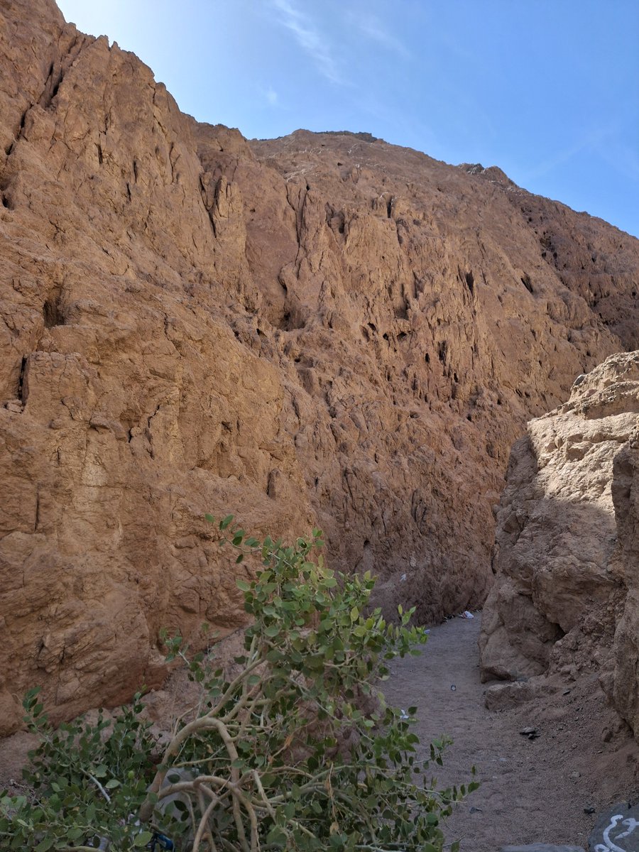 RS30998's tweet photo. بالاضافة الى، سيناء معبية نباتات واعشاب طبية غير موجودة في اي مكان اخر في العالم، حاول البدو وعلماء النبات اعادة زراعتها في بيئات مختلفة وفشلت كل المحاولات.

منها هذه النبتة اللي اسمها: اللصف. تنمو فقط مابين الصخور وتنفلق من وسطها ولها ثمرة تشبه التين الشوكي. https://t.co/uOufSzFHMM