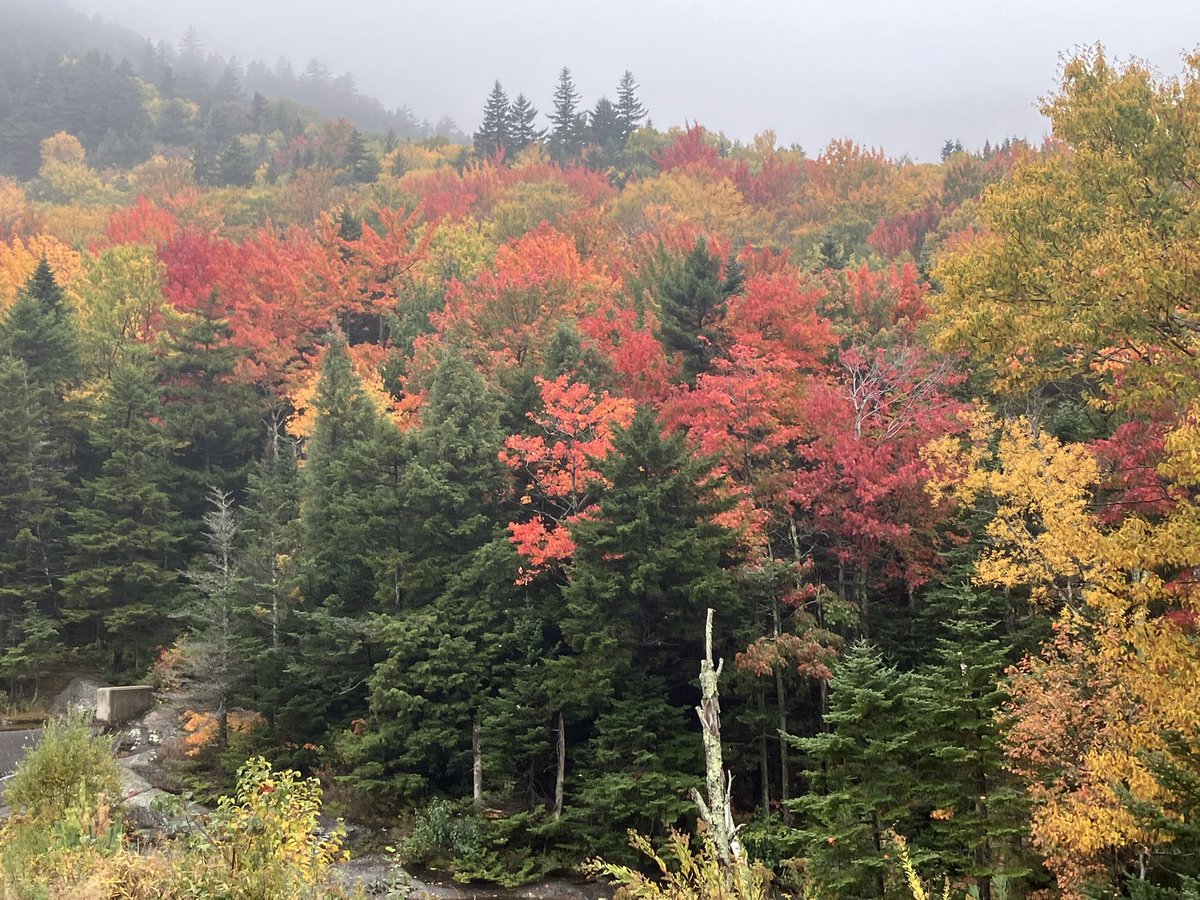FreebornMaryAnn's tweet photo. Today me and a friend took a ride up to our beautiful White Mountain National Forest in NH. Kinsman’s Notch, Franconia Notch, Bretton Woods. Colors peaking and absolutely spectacular! Photos don’t do it justice. https://t.co/nidTmL0XOh