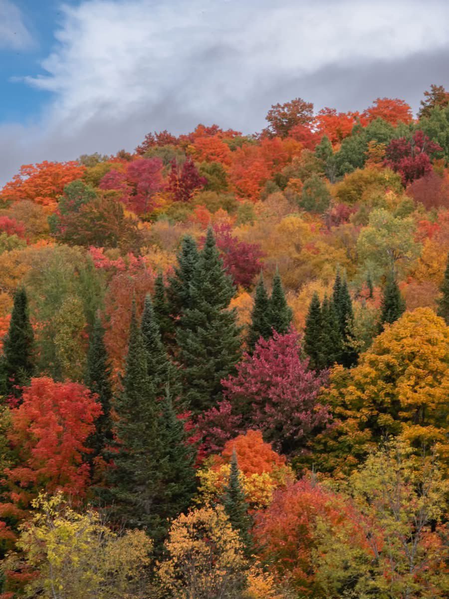 FreebornMaryAnn's tweet photo. Today me and a friend took a ride up to our beautiful White Mountain National Forest in NH. Kinsman’s Notch, Franconia Notch, Bretton Woods. Colors peaking and absolutely spectacular! Photos don’t do it justice. https://t.co/nidTmL0XOh