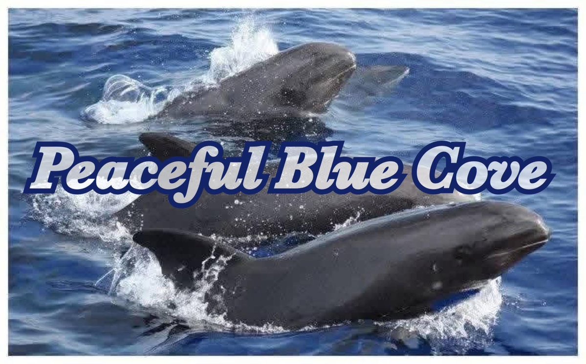 KunitoSeko's tweet photo. Hunting boats do not leave the harbor due to bad weather.
Blue Cove day๐๐ฌ๐ณ๐
#ๅๆญๅฑฑ
#ๅคชๅฐ
#Taiji
#ๅคชๅฐใใใใฎๅ็ฉ้คจ
#ๅคชๅฐใใใๆตๆตทๆฐดๆตดๅ ด
#ๅคชๅฐใใใช็ตๅ
#ๅคชๅฐๆผๆฅญๅๅ็ตๅ
#ใคใซใซ่ฟฝใ่พผใฟ็ๅปๆญขใๆฑใใ
#ใคใซใซ่ฟฝใ่พผใฟ็
#ใคใซใซ่ฟฝใ่พผใฟ็ๅๅฏพ
#ใคใซใซใใฌใผใใผ https://t.co/llIptBSTJj