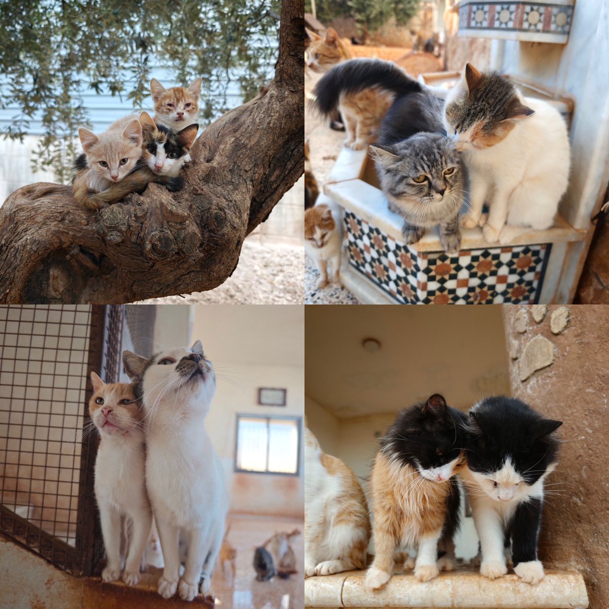 SyrianSanctuary's tweet photo. Let’s make a deal 🤝

We are going to share with you few of our animals today ..

And if you enjoy please share with us some help for these animals because we need urgently to buy woods for the very next winter …

More we wait more we will pay 😔

https://t.co/M40t0SD2wK

https://t.co/xxedZO4TKG

https://t.co/lFOrY8fRVf