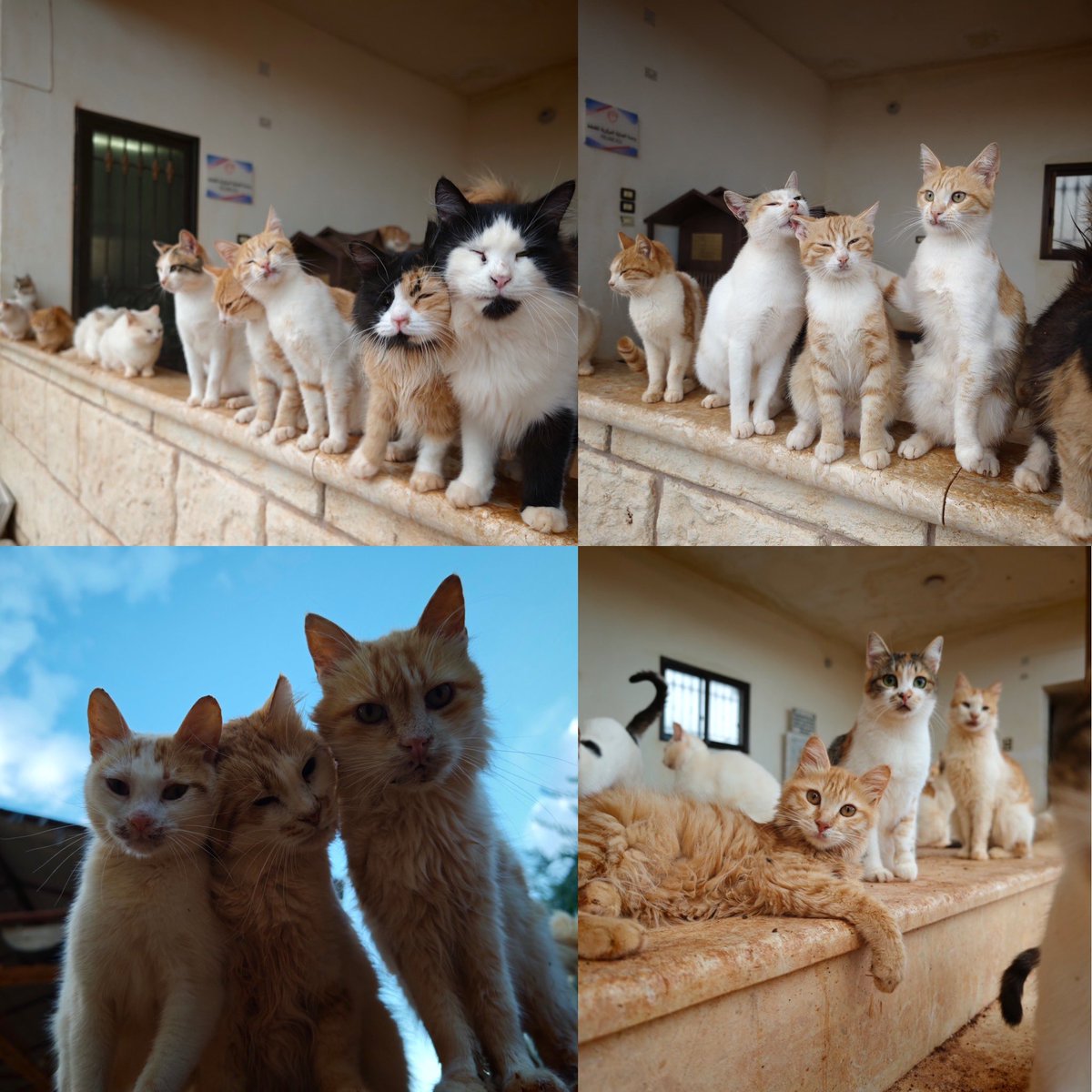 SyrianSanctuary's tweet photo. Let’s make a deal 🤝

We are going to share with you few of our animals today ..

And if you enjoy please share with us some help for these animals because we need urgently to buy woods for the very next winter …

More we wait more we will pay 😔

https://t.co/M40t0SD2wK

https://t.co/xxedZO4TKG

https://t.co/lFOrY8fRVf