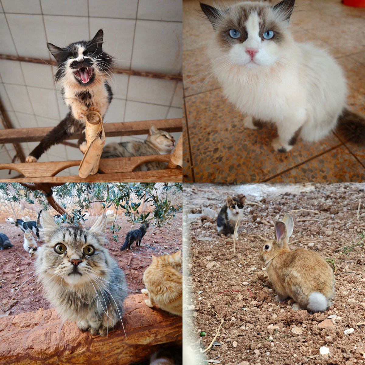 SyrianSanctuary's tweet photo. Let’s make a deal 🤝

We are going to share with you few of our animals today ..

And if you enjoy please share with us some help for these animals because we need urgently to buy woods for the very next winter …

More we wait more we will pay 😔

https://t.co/M40t0SD2wK

https://t.co/xxedZO4TKG

https://t.co/lFOrY8fRVf