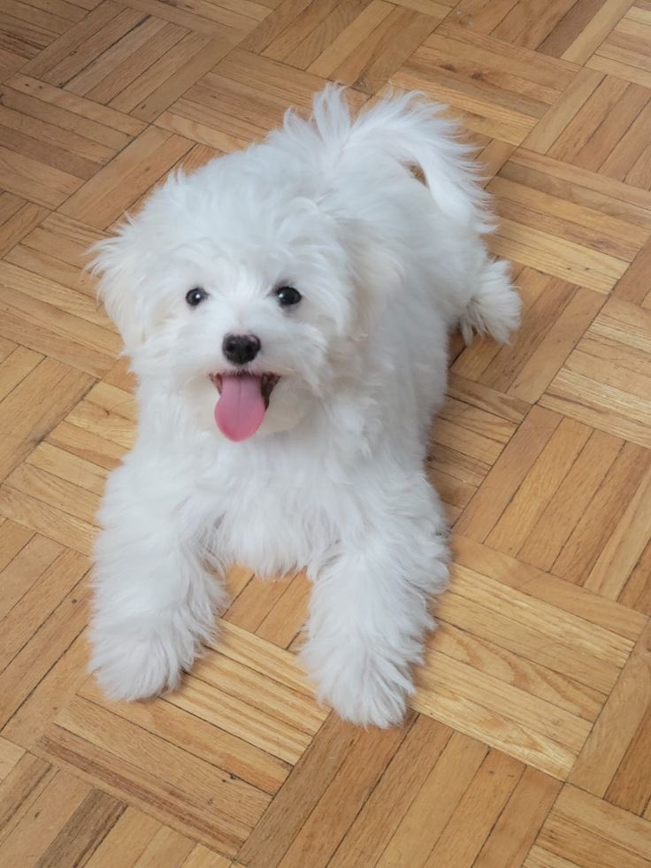 sariixo68b's tweet photo. Hope my pet is looking good https://t.co/wlyldLKZHr