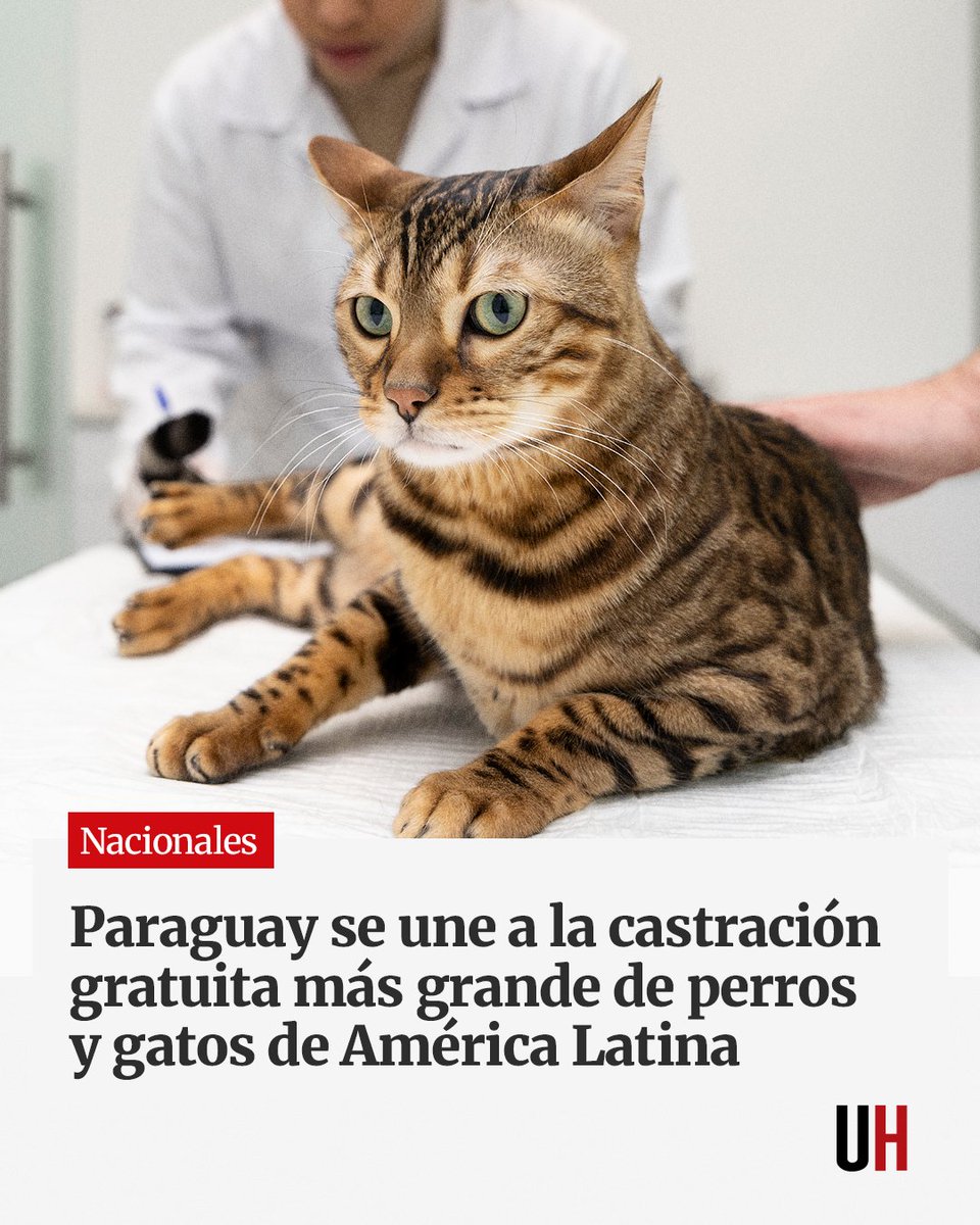UltimaHoracom's tweet photo. Paraguay y otros 15 países más de América Latina llevarán adelante entre el 3 y 4 de octubre una jornada de castración gratuita masiva. Invitan a los profesionales veterinarios a ser parte de la iniciativa. Como Paraguay dará lugar a las municipales 2026 en esa fecha, el evento se hará un día antes, el próximo sábado 3 de octubre.

https://t.co/MUiDo9ZtXL