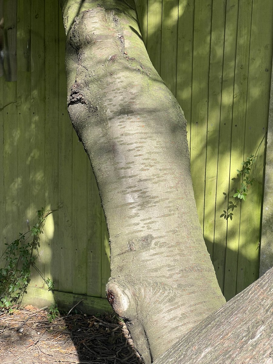 frostbit3s's tweet photo. found the scarspo tree today 😳😳😳😳 ouuuu shii https://t.co/Dd922ccbiK