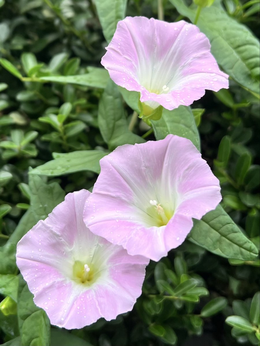 DeepBlueSky1126's tweet photo. Wednesday, Sep 30 2026
Good morning (⁎ᵕᴗᵕ⁎)
Have a wonderful day ✨
Today will surely be a good day ☺️
おはようございます( ⁎ᵕᴗᵕ⁎ )
素敵な1日を✨
#今日はきっといい日になる☘️
#今日もきっといい日になる💐 https://t.co/5jlCaLHZRS