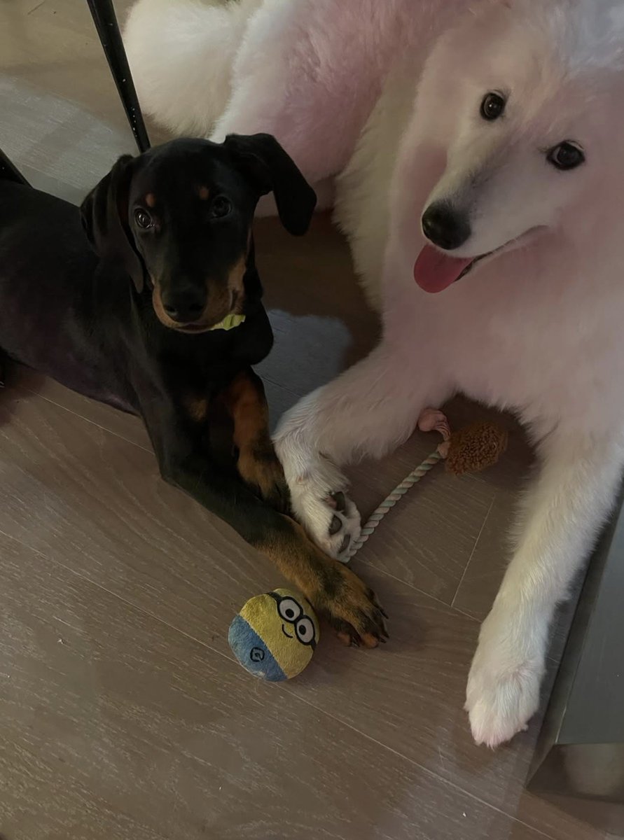 lisahoonroll's tweet photo. nuevo integrante en la familia L 💘💘 lam https://t.co/j36uBrTGXO
